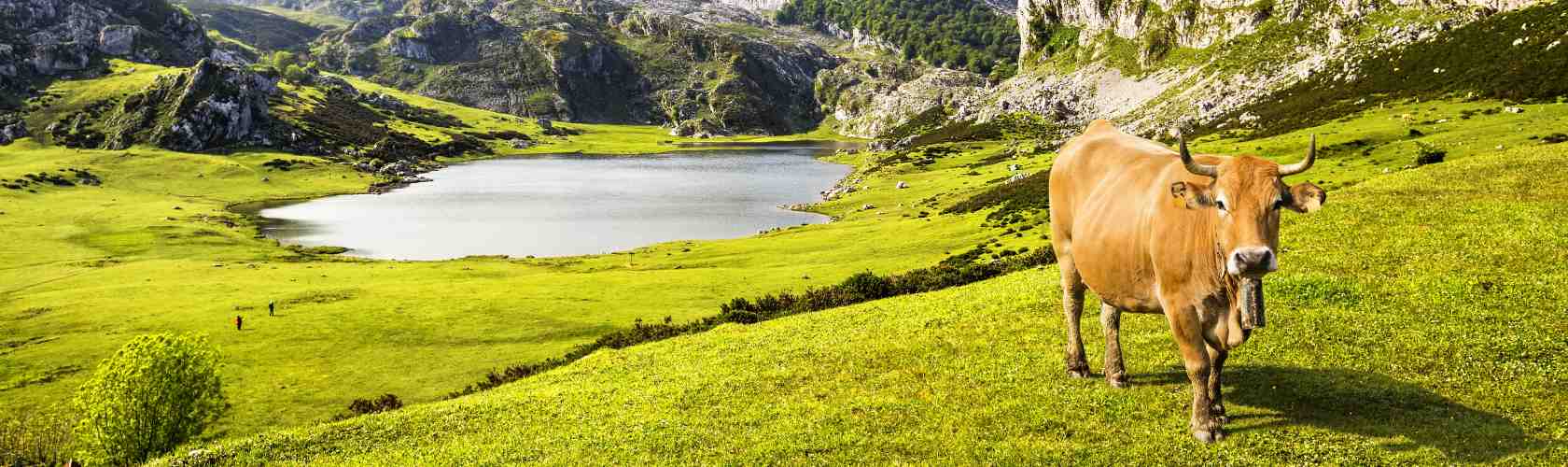 Vaca en los Lagos de Covadonga